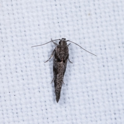 Macrobathra (genus) (A Cosmet moth (Cosmopteriginae) at Forde, ACT - 6 Nov 2020 by kasiaaus