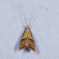 Crocanthes prasinopis (A Curved -horn moth) at Forde, ACT - 6 Nov 2020 by kasiaaus