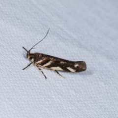 Macrobathra heminephela (Silver Wattle Moth) at Forde, ACT - 6 Nov 2020 by kasiaaus