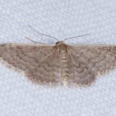 Idaea (genus) (A Geometer Moth) at Forde, ACT - 6 Nov 2020 by kasiaaus