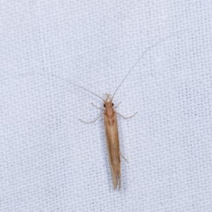 Trichoptera (order) at Forde, ACT - 6 Nov 2020 08:21 PM