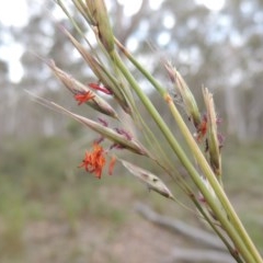 Rytidosperma pallidum (Red-anther Wallaby Grass) at Crace, ACT - 5 Oct 2020 by michaelb