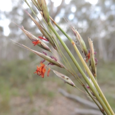 Rytidosperma pallidum (Red-anther Wallaby Grass) at Crace, ACT - 5 Oct 2020 by michaelb