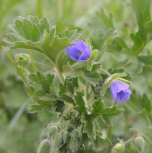 Erodium crinitum at Crace, ACT - 5 Oct 2020