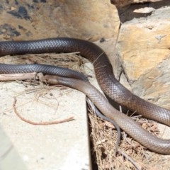 Pseudonaja textilis at Acton, ACT - 8 Nov 2020