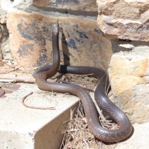 Pseudonaja textilis at Acton, ACT - 8 Nov 2020