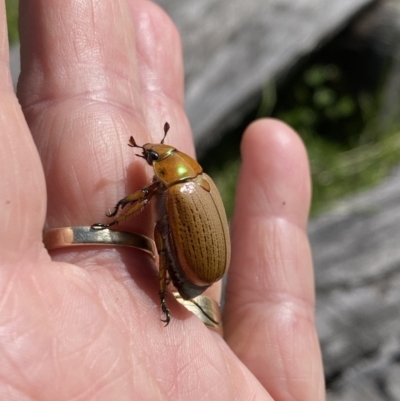 Anoplognathus brunnipennis (Green-tailed Christmas beetle) at Tanja, NSW - 7 Nov 2020 by MnMnAnA