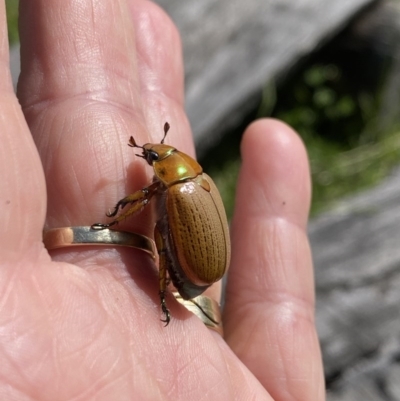 Anoplognathus brunnipennis (Green-tailed Christmas beetle) at Tanja, NSW - 6 Nov 2020 by MnMnAnA