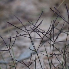 Cynodon dactylon (Couch Grass) at Felltimber Creek NCR - 8 Nov 2020 by KylieWaldon