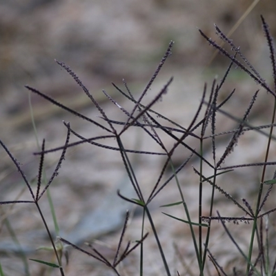 Cynodon dactylon (Couch Grass) at Felltimber Creek NCR - 8 Nov 2020 by Kyliegw