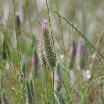 Trifolium angustifolium var. angustifolium (Narrowleaf Clover) at Wodonga - 8 Nov 2020 by Kyliegw