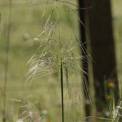 Austrostipa sp. (A Corkscrew Grass) at Wodonga, VIC - 7 Nov 2020 by Kyliegw