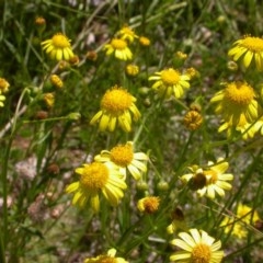 Senecio madagascariensis (Madagascan Fireweed, Fireweed) at Watson, ACT - 9 Nov 2020 by waltraud