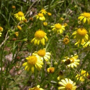 Senecio madagascariensis at Watson, ACT - 9 Nov 2020