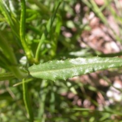 Senecio madagascariensis at Watson, ACT - 9 Nov 2020