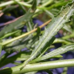 Senecio madagascariensis at Watson, ACT - 9 Nov 2020