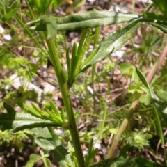 Senecio madagascariensis at Watson, ACT - 9 Nov 2020