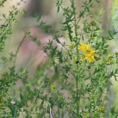 Hypericum perforatum (St John's Wort) at Wodonga, VIC - 7 Nov 2020 by Kyliegw