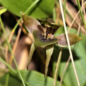 Chiloglottis valida at Cotter River, ACT - 8 Nov 2020