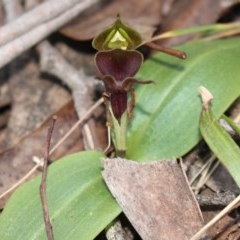 Chiloglottis valida at Cotter River, ACT - 8 Nov 2020