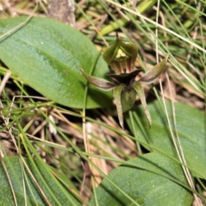 Chiloglottis valida at Cotter River, ACT - 8 Nov 2020