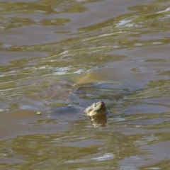 Emydura macquarii (Macquarie Turtle) at Jerrabomberra Wetlands - 8 Nov 2020 by davidcunninghamwildlife