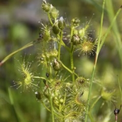 Drosera gunniana (Pale Sundew) at Forde, ACT - 6 Nov 2020 by davidcunninghamwildlife