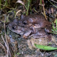 Litoria peronii (Peron's Tree Frog, Emerald Spotted Tree Frog) at Tuggeranong DC, ACT - 8 Nov 2020 by HelenCross