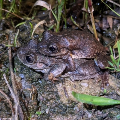 Litoria peronii (Peron's Tree Frog, Emerald Spotted Tree Frog) at Tuggeranong DC, ACT - 8 Nov 2020 by HelenCross