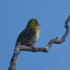 Oriolus sagittatus (Olive-backed Oriole) at Downer, ACT - 8 Nov 2020 by trevsci