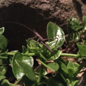 Zaprochilus australis at Garran, ACT - 7 Nov 2020