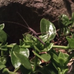 Zaprochilus australis at Garran, ACT - 7 Nov 2020