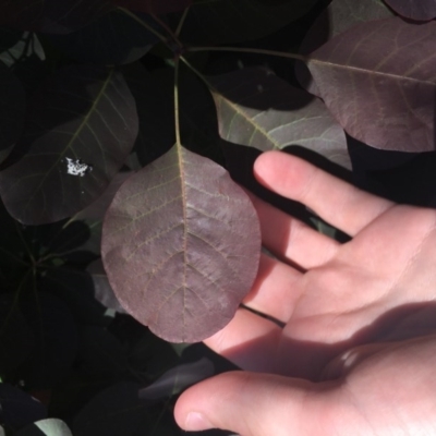 Cotinus coggygria (Smokebush) at Red Hill, ACT - 8 Nov 2020 by Tapirlord