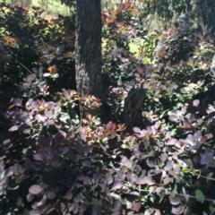 Cotinus coggygria at Red Hill, ACT - 8 Nov 2020