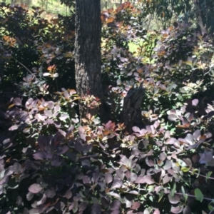 Cotinus coggygria at Red Hill, ACT - 8 Nov 2020