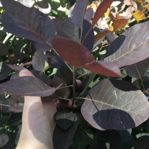 Cotinus coggygria at Red Hill, ACT - 8 Nov 2020