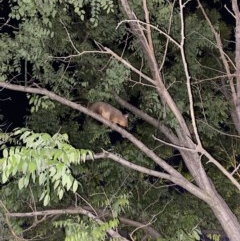 Trichosurus vulpecula (Common Brushtail Possum) at Red Hill Nature Reserve - 7 Nov 2020 by Tapirlord