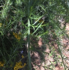 Chrysocephalum semipapposum at Garran, ACT - 8 Nov 2020 12:48 PM