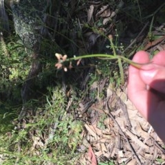 Grona varians at Garran, ACT - 8 Nov 2020 12:55 PM