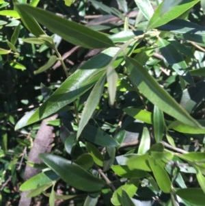 Olea europaea subsp. cuspidata at Garran, ACT - 8 Nov 2020