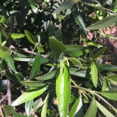 Olea europaea subsp. cuspidata at Garran, ACT - 8 Nov 2020