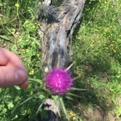 Silybum marianum at Garran, ACT - 8 Nov 2020