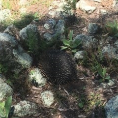 Tachyglossus aculeatus (Short-beaked Echidna) at Garran, ACT - 8 Nov 2020 by Tapirlord