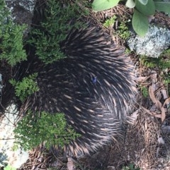 Tachyglossus aculeatus at Garran, ACT - 8 Nov 2020