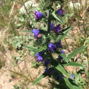 Echium vulgare at Garran, ACT - 8 Nov 2020