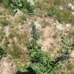 Echium vulgare at Garran, ACT - 8 Nov 2020