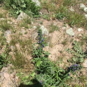 Echium vulgare at Garran, ACT - 8 Nov 2020