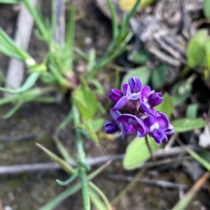 Glycine tabacina at O'Malley, ACT - 8 Nov 2020