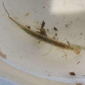 Dytiscidae (family) at Forde, ACT - 7 Nov 2020 02:48 PM
