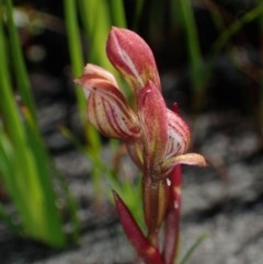 Burnettia cuneata (Burnettia) at Endrick, NSW - 8 Nov 2020 by dan.clark